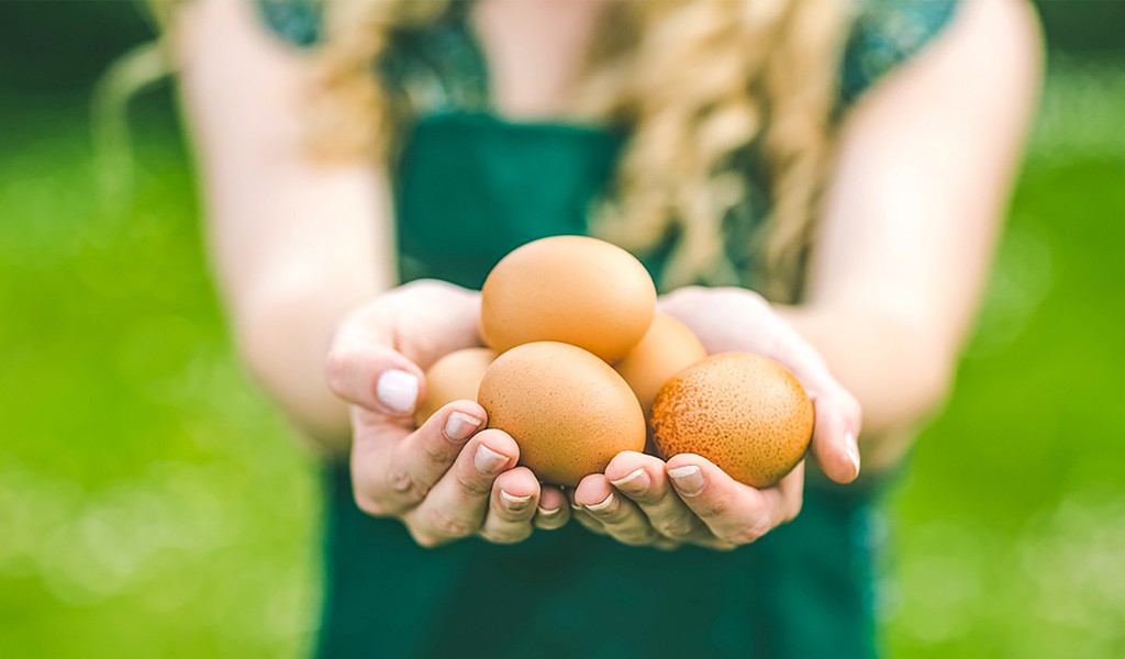 Turuncu, Sağlıktır! Ege'den komşunuz Turuncu Yumurta, artık Kocaeli’ ye de taze yumurta getirecek!